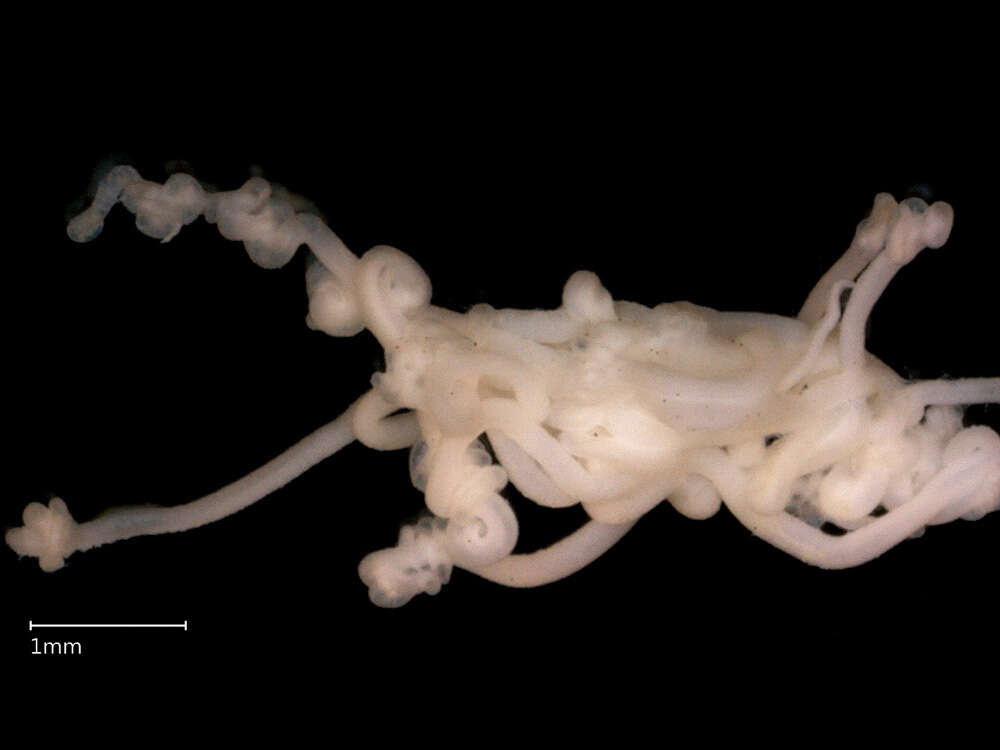 Gorgonorhynchidae的圖片