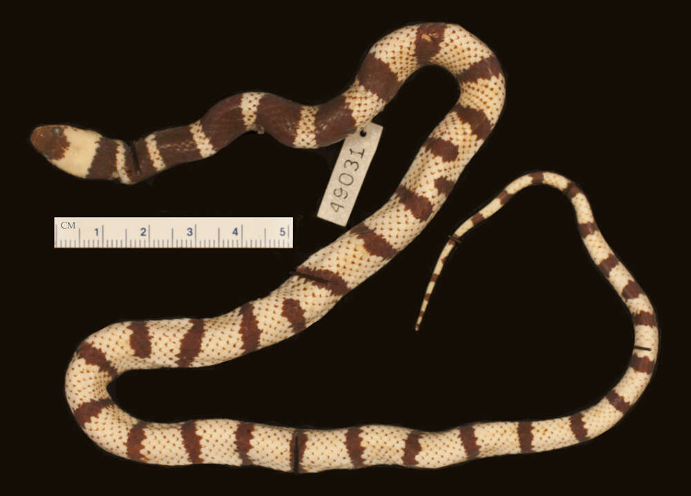 Image of Oxyrhopus doliatus A. M. C. Duméril, Bibron & A. H. A. Duméril 1854