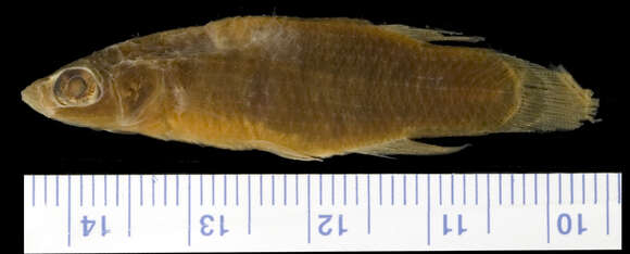 Image of Golden Topminnow