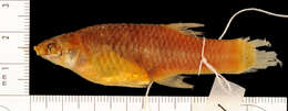 Image of Toothy Topminnow