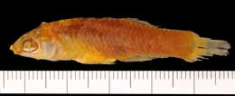 Image of Toothy Topminnow