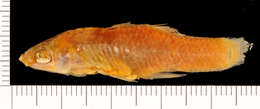 Image of Toothy Topminnow