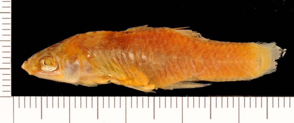 Image of Toothy Topminnow