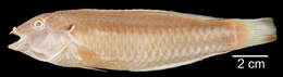 Image of Slippery Dick