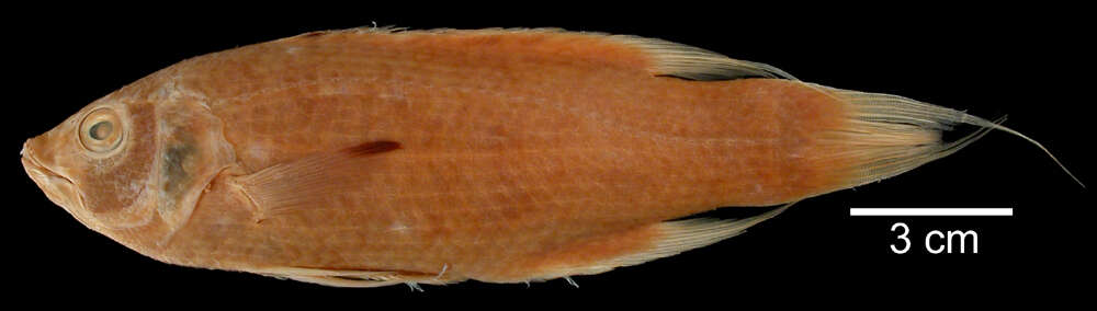 Image of Cuban hogfish
