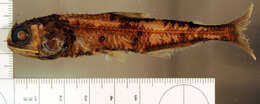 Image of Golden lanternfish