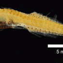 Image of Bent-tooth Lightfish