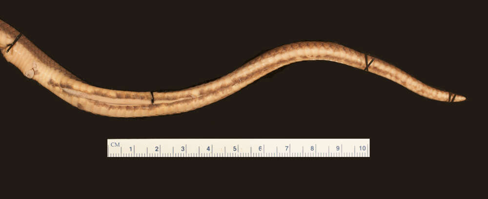 Image of Lycodonomorphus mlanjensis Loveridge 1953