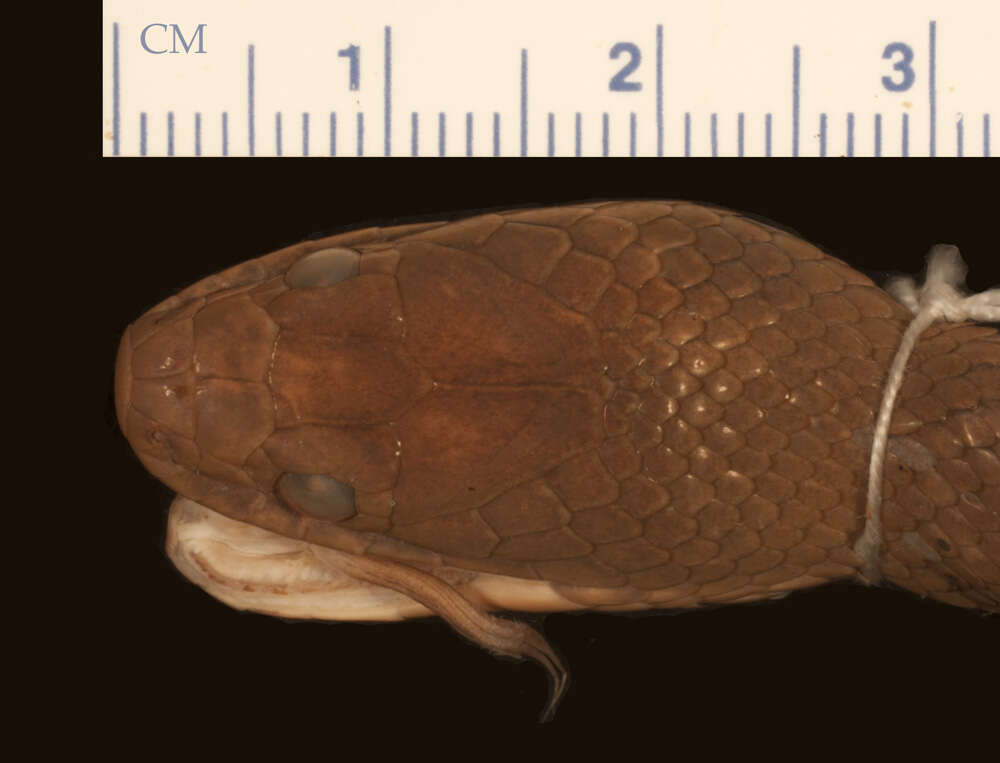 Image of Lycodonomorphus mlanjensis Loveridge 1953