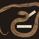 Image of Williams' Ground Snake