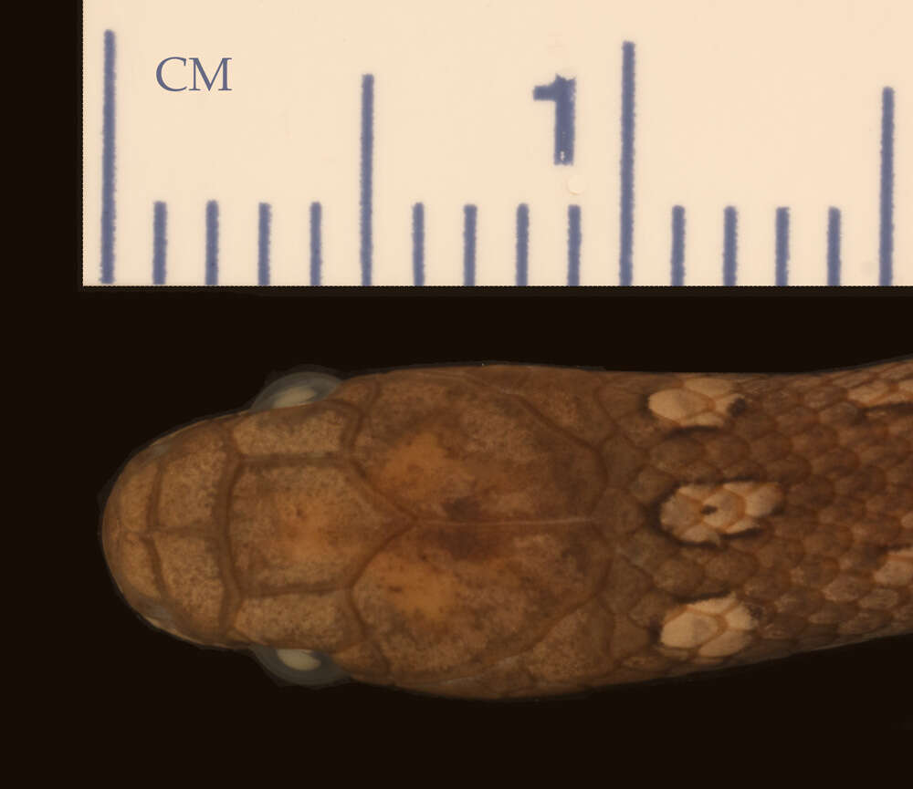Image of Liopholidophis rhadinaea Cadle 1996