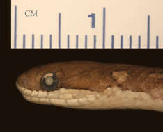 Image of Liopholidophis rhadinaea Cadle 1996