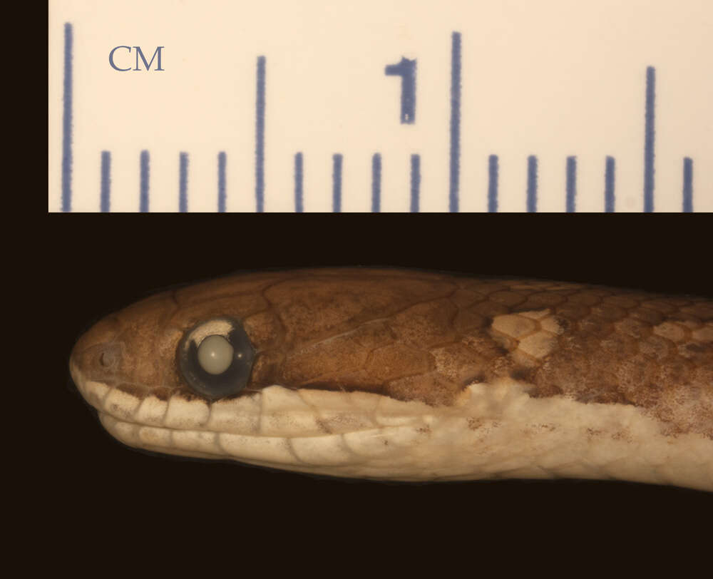 Image of Liopholidophis rhadinaea Cadle 1996