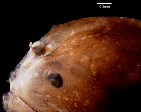 Image of Phyllorhinichthys micractis Pietsch 1969