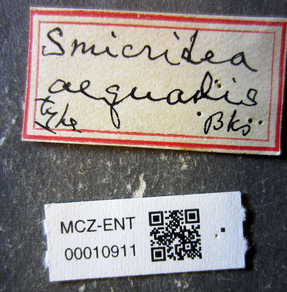 Image of Smicridea (Smicridea) aequalis Banks 1920