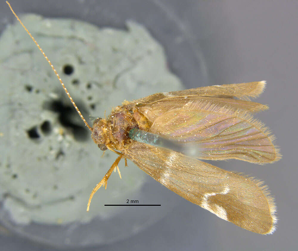 Plancia ëd Smicridea (Smicridea) comma Banks 1924