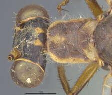 Image of Myrmeleon (Myrmeleon) angustipennis Banks 1916