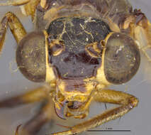 Image of Myrmeleon (Myrmeleon) angustipennis Banks 1916