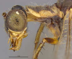 Image of Myrmeleon (Myrmeleon) angustipennis Banks 1916