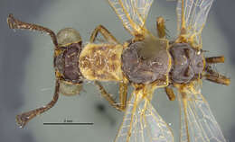 Image de Myrmeleon (Myrmeleon) californicus Banks 1943