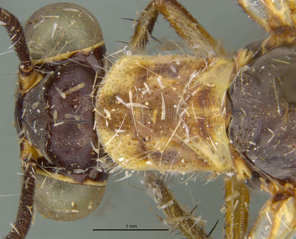 Image de Myrmeleon (Myrmeleon) californicus Banks 1943