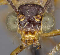 Image de Myrmeleon (Myrmeleon) californicus Banks 1943