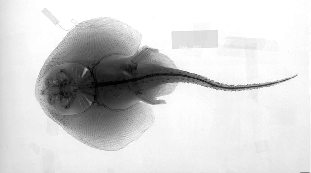 Image of Spinose skate