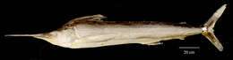Image of Istiophoriformes