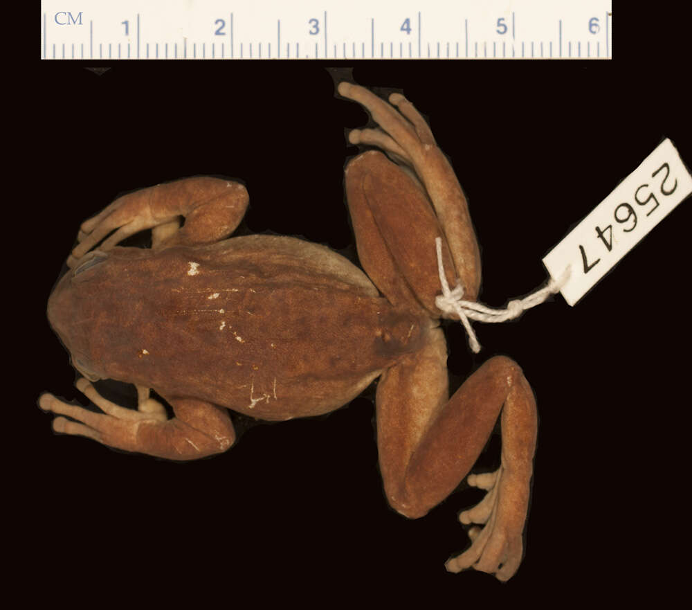 Image of Sarcohyla robertsorum (Taylor 1940)