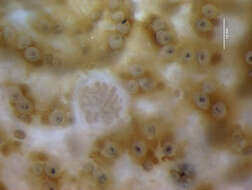 Image of Asterozoa
