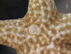 Image of <i>Echinaster graminicola</i>