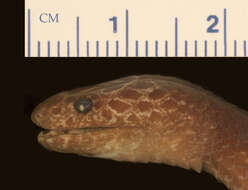 Image of Lycophidion pembanum Laurent 1968