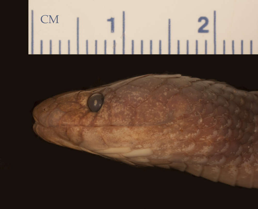 Image of Lycophidion capense loveridgei Laurent 1968