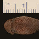 Image of <i>Lycophidion capense vermiculatum</i>