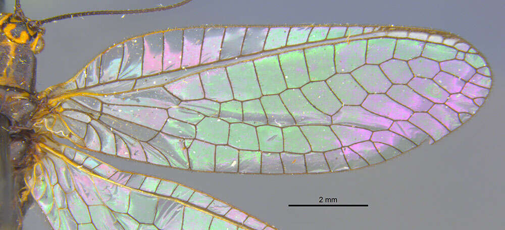 Nothochrysa californica Banks 1892的圖片