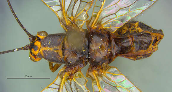 Nothochrysa californica Banks 1892的圖片