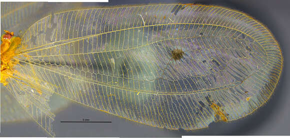 Image of Nobilinus