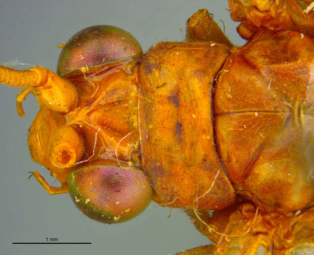 Italochrysa lata (Banks 1910)的圖片