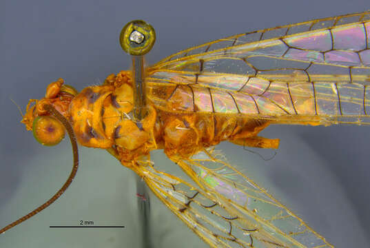 Italochrysa facialis (Banks 1910)的圖片