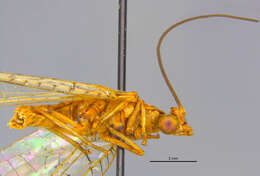 Italochrysa facialis (Banks 1910)的圖片