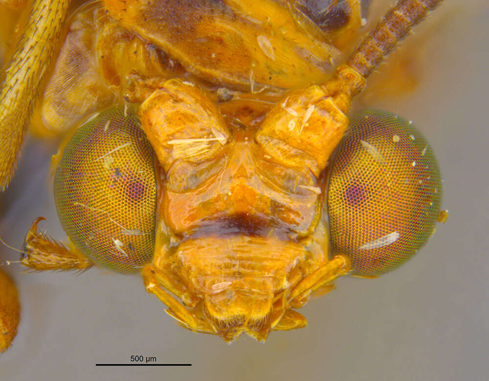 Italochrysa facialis (Banks 1910)的圖片