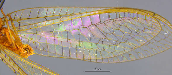 Italochrysa facialis (Banks 1910)的圖片