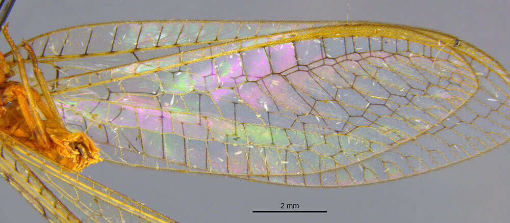 Italochrysa facialis (Banks 1910)的圖片