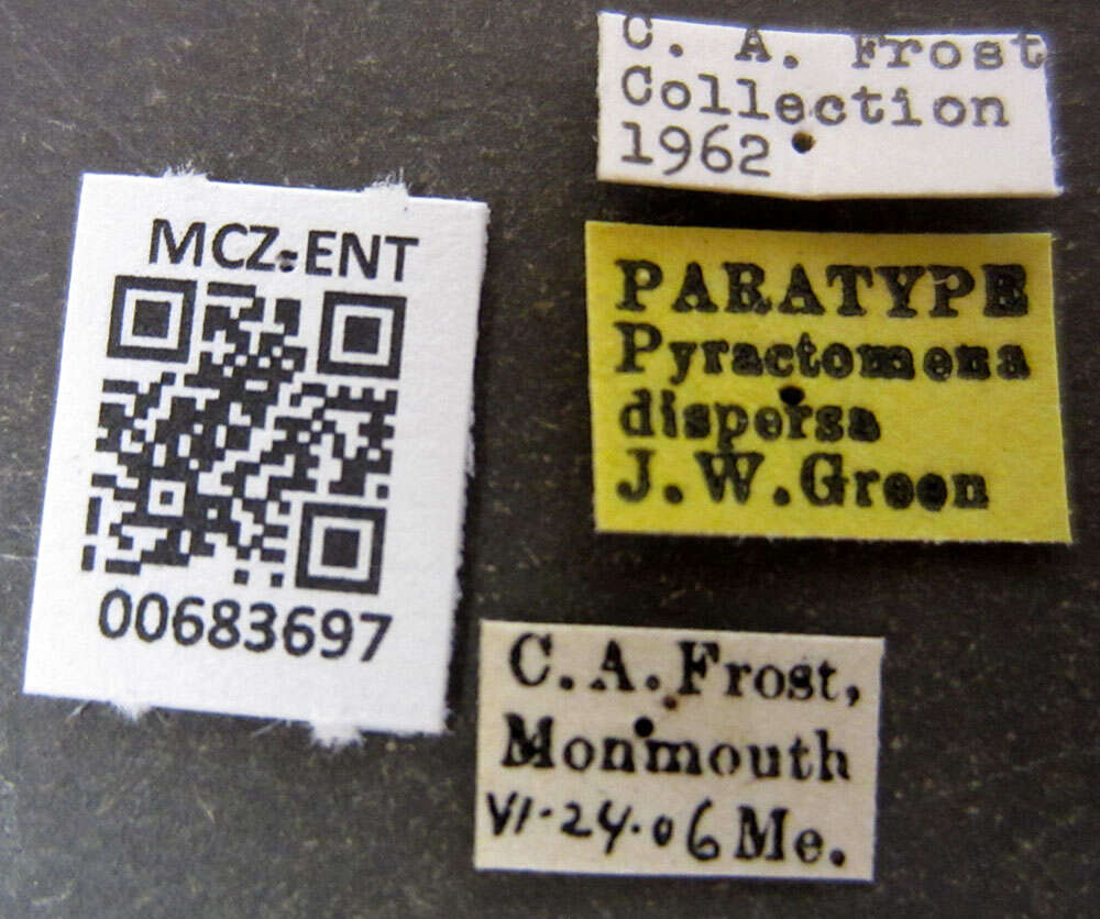 Image of Pyractomena dispersa Green 1957