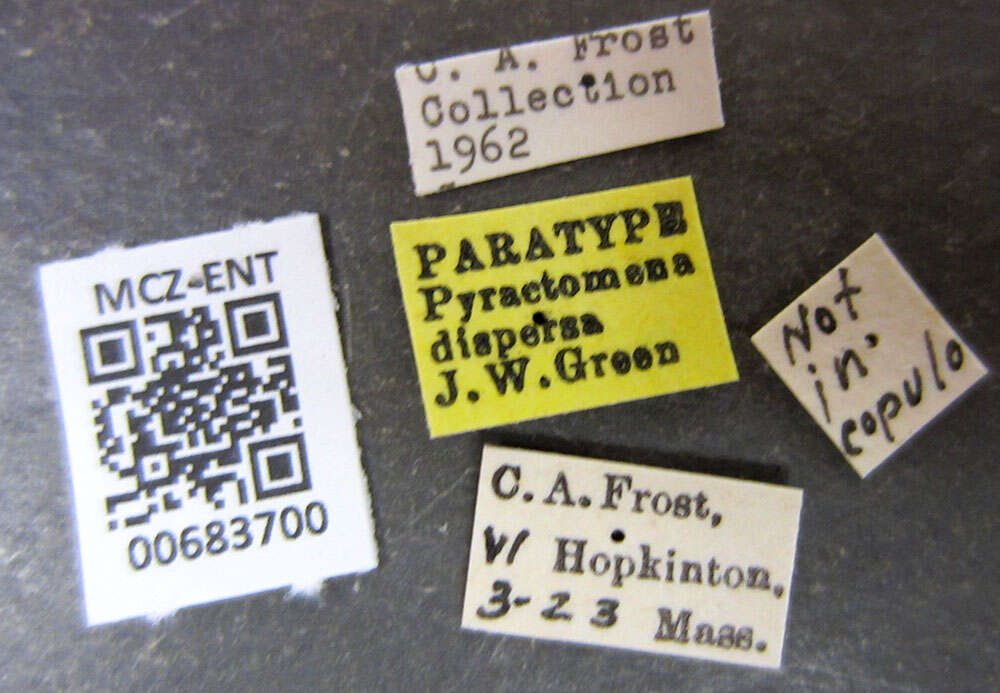 Image of Pyractomena dispersa Green 1957