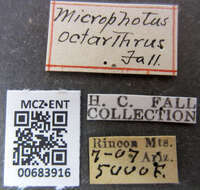 Image of Microphotus octarthrus Fall 1912