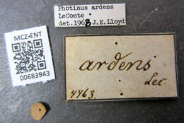 Image of Photinus ardens Le Conte 1852
