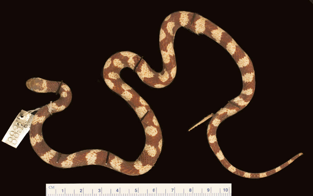 Image of Boulenger's False Coral Snake