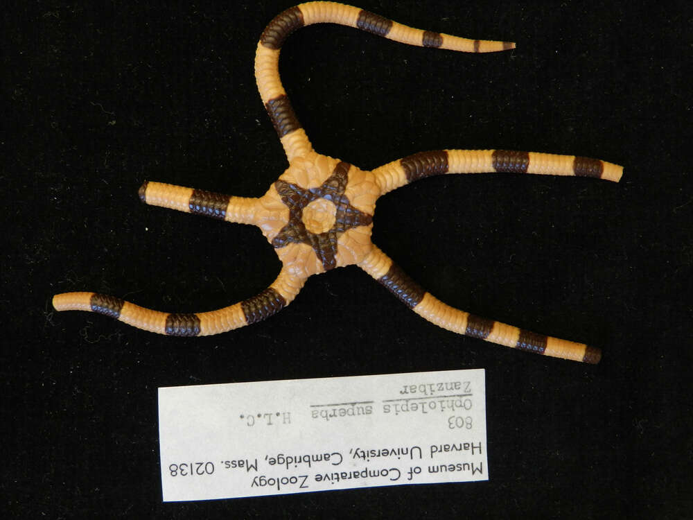 Image of Banded Brittle Star