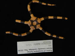 Image of Banded Brittle Star